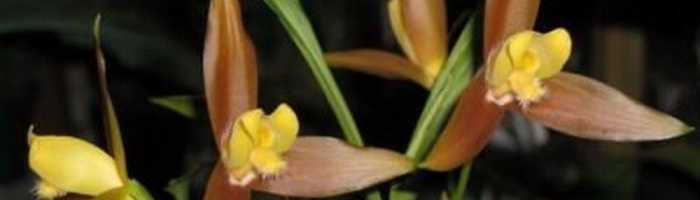 Секреты шикарной орхидеи ликасты в домашних условиях