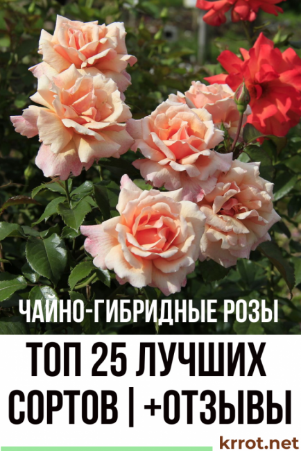 Чайно-гибридная роза Шопен – лучший представитель сортов белого цвета этого вида Один из сортов, обладающих повышенным иммунитетом к болезням и вредителям,