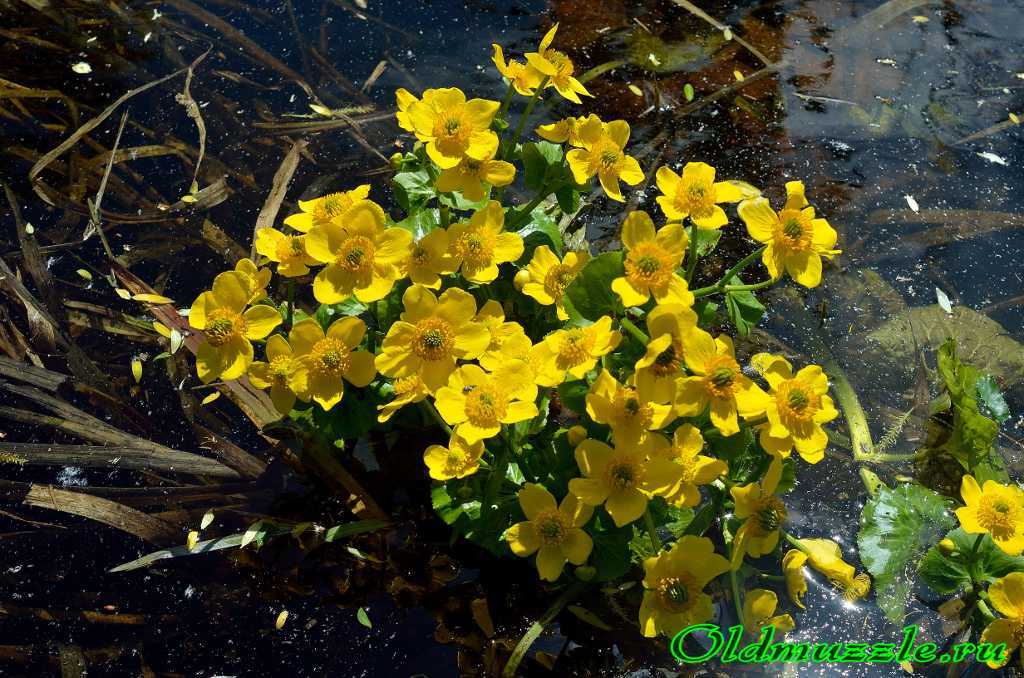 Калужница болотная: посадка и уход за цветком