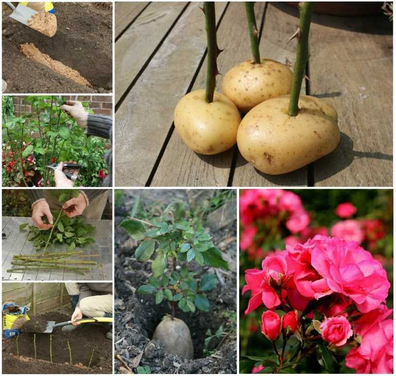 «роза в картошке». как вырастить цветок из черенков в домашних условиях?