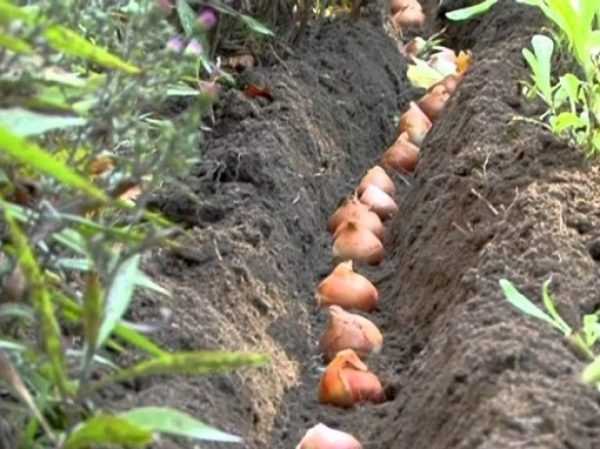 Когда нужно выкапывать луковицы тюльпанов и как правильно хранить до следующей посадки осенью