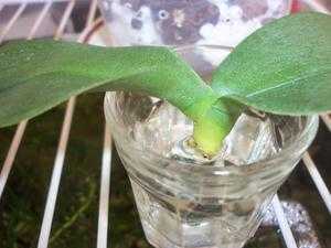 Как спасти орхидею без корней: что делать, если сгнили корни