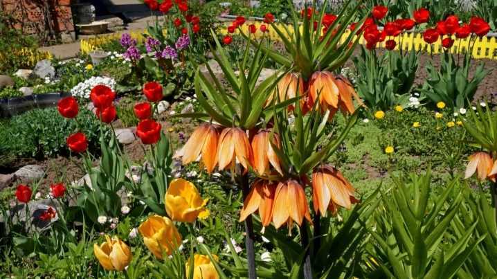 Рябчик императорский: популярные сорта и фото цветка, посадка и уход в открытом грунте, способы размножения