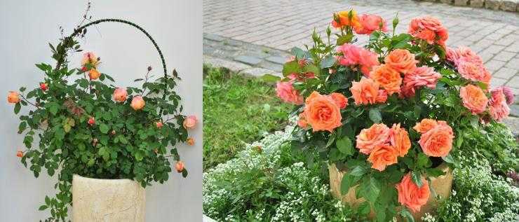Садовые розы: посадка и уход, выращивание и размножение