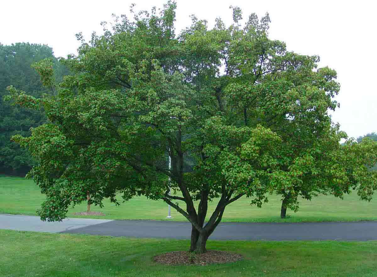 Такое дерево, как клен остролистный (Acer platanoides), либо клен платанолистный, либо клен платановидный, является видом клена, который часто встречается на территории Европы и Западной Азии