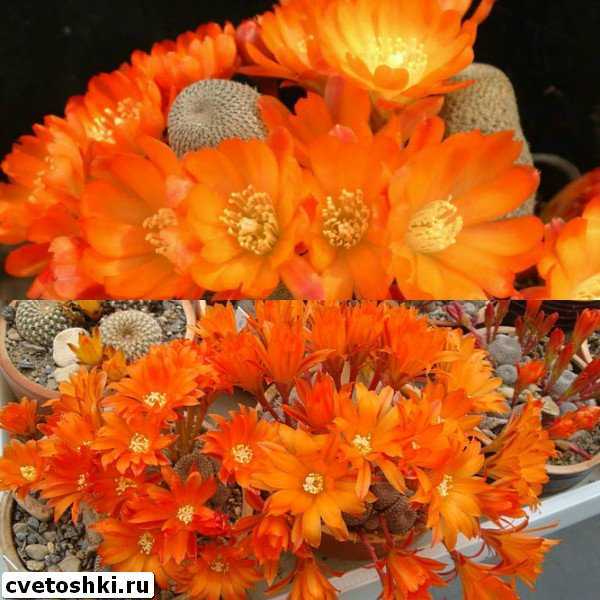 Миниатюрный кактус ребуция крошечная виды на фото