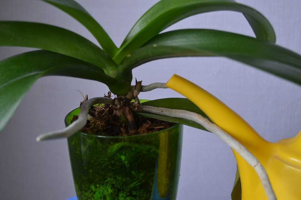Полив орхидеи во время цветения в домашних условиях: видео о том, можно и нужно ли, а также как часто это делать