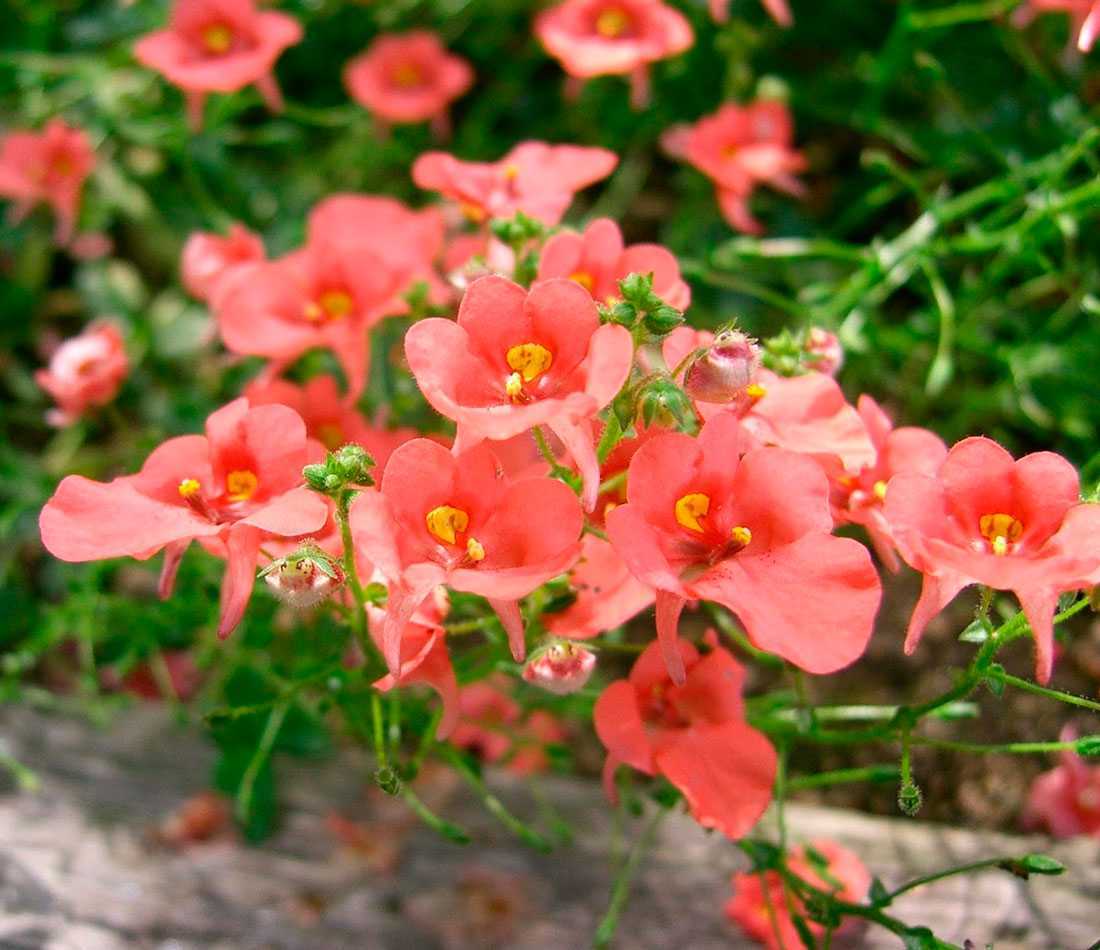 Цветок годеция: посадка и уход в открытом грунте, виды и сорта с фото