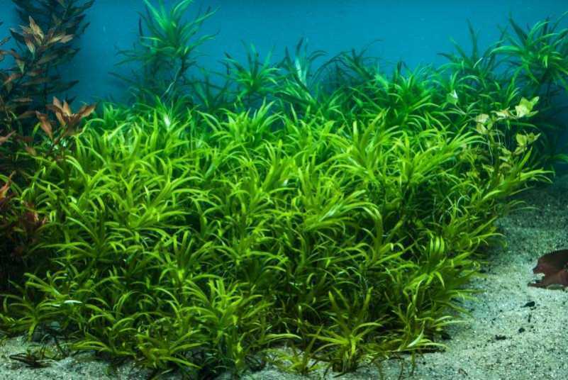 Быстрорастущие растения для аквариума: описание и правила ухода
