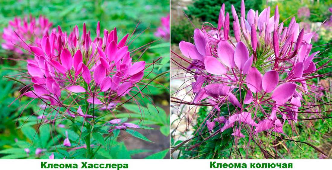 Цветы клеома и их выращивание из семян (с фото) - проект "цветочки" - для цветоводов начинающих и профессионалов
