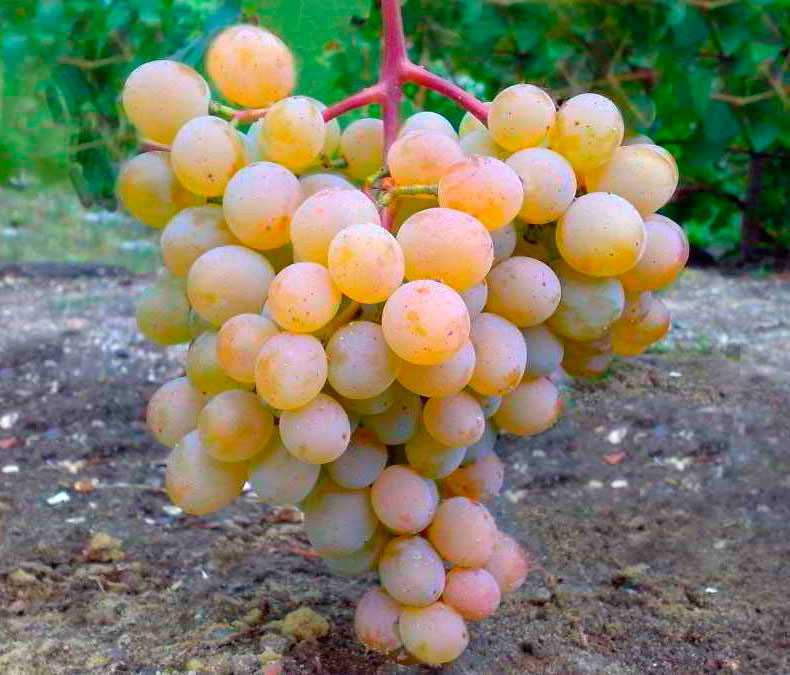 Обработка винограда, как мера борьбы с оидиумом: методы и препараты
