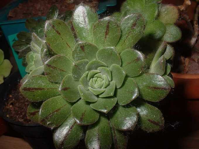 Комнатное растение эониум: уход в домашних условиях, виды, размножение