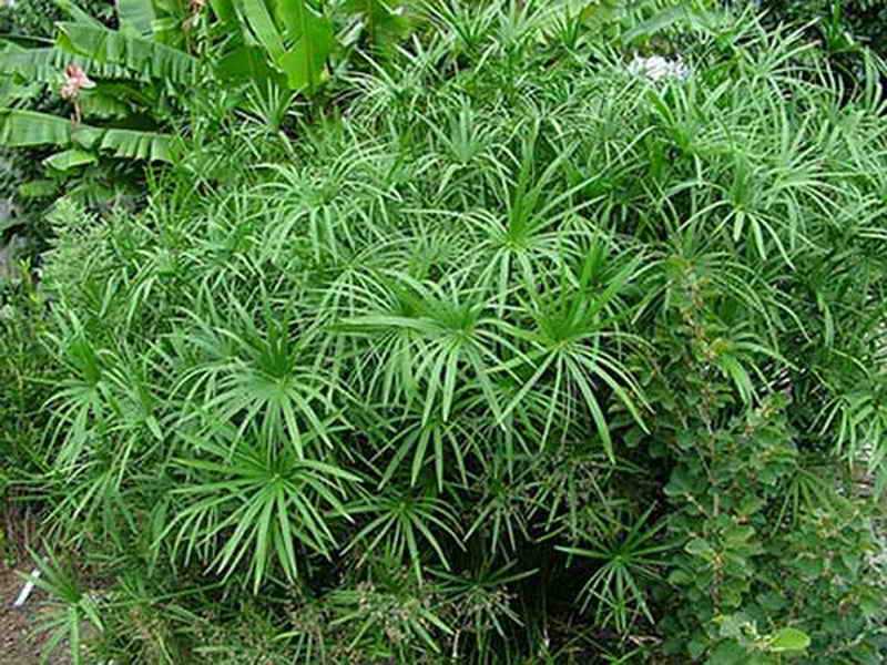 Циперус (cyperus) – уход, фото, виды