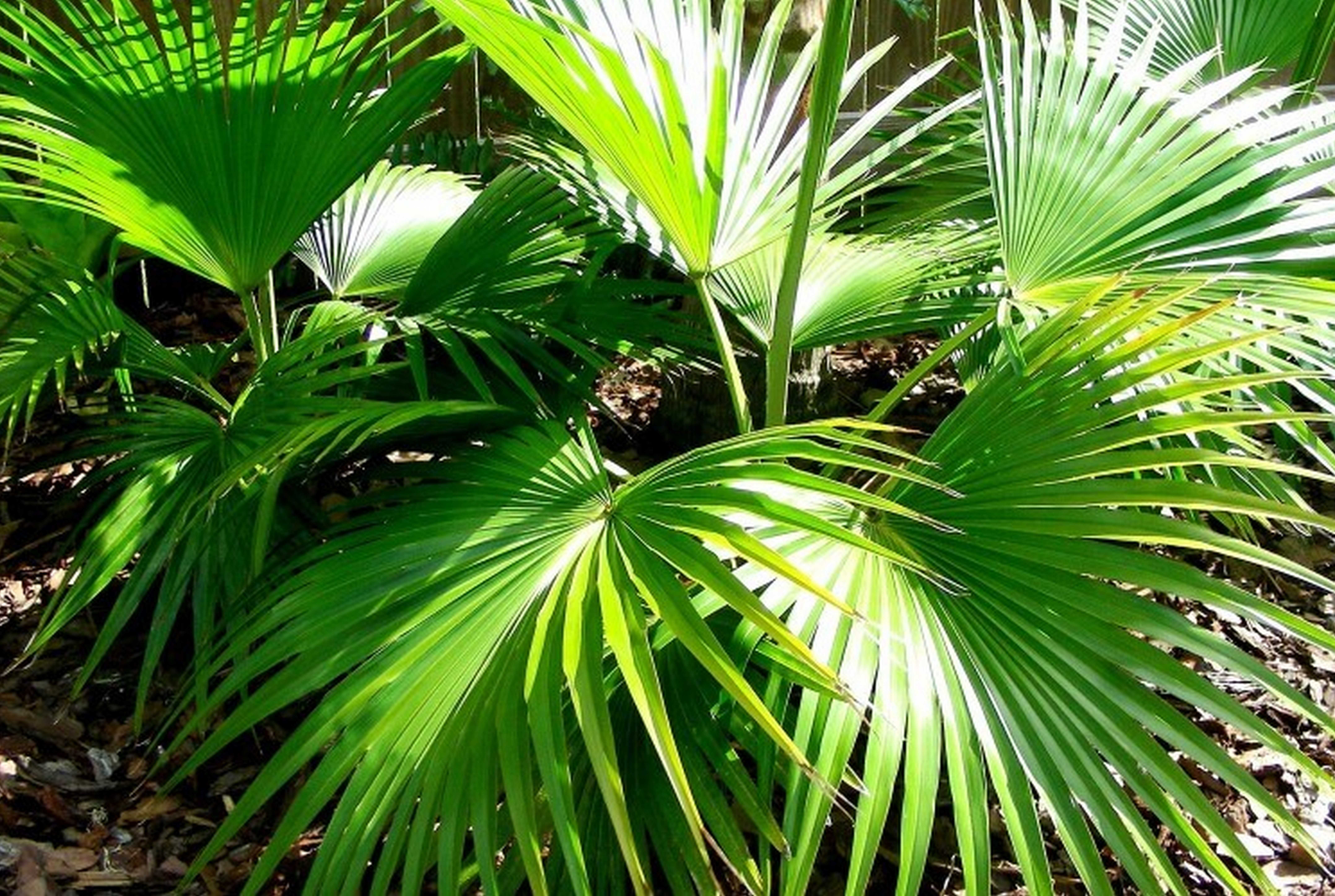 Комнатная пальма ливистона: фото и уход за ней в домашних условиях, как выращивать комнатное растение