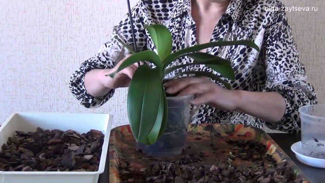 Нужен ли орхидее другой горшок? советы по выбору тары и пошаговая инструкция, как пересадить цветок