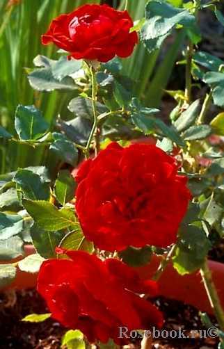 Как выращивать плетистую розу дон жуан: посадка цветка и уход в открытом грунте