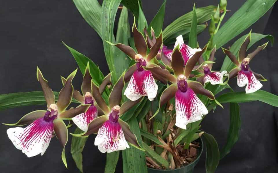 Необычная и удивительная орхидея зигопеталум