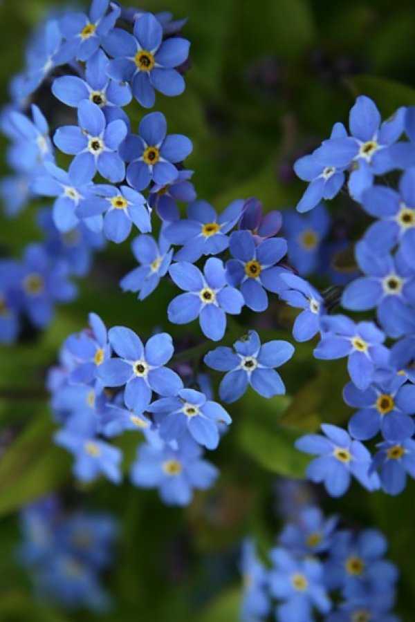 Цветы ночная красавица: описание, особенности выращивания и ухода, фото - sadovnikam.ru
