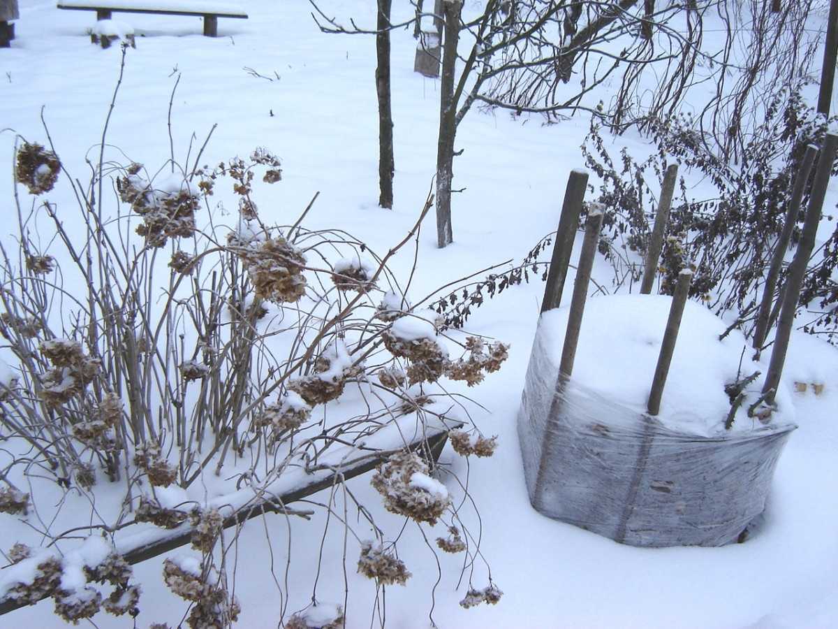 Снегозадержание в саду