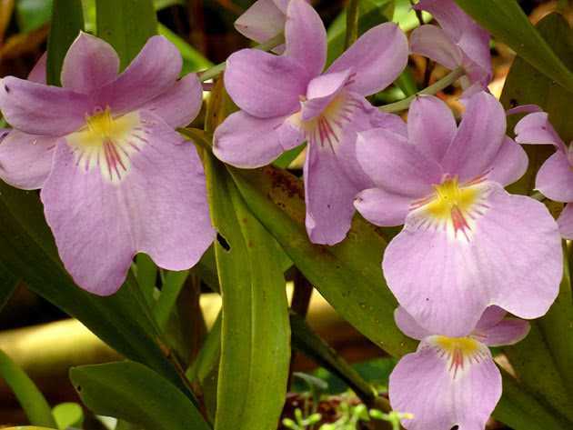 Как ухаживать за орхидеей мильтонией в домашних условиях
