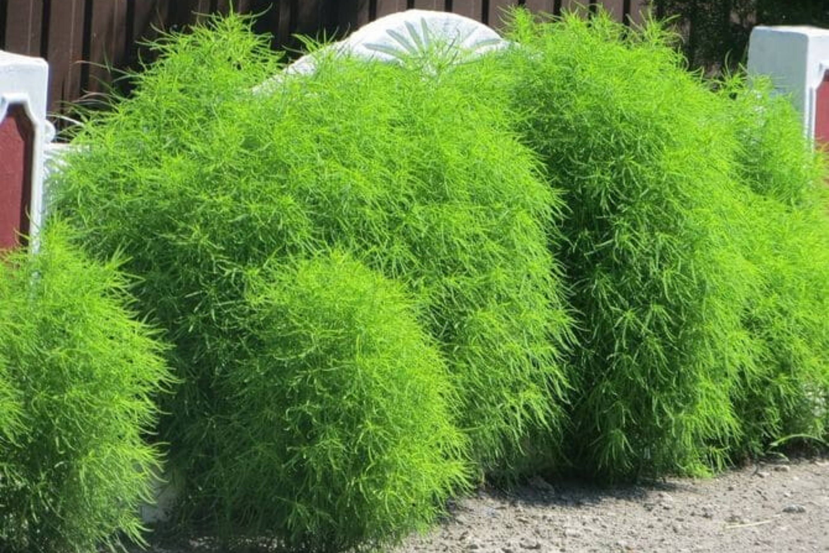 У садоводов довольно большой популярностью пользуется быстрорастущее лианоподобное растение кирказон, которое отличается эффектными крупными листовыми пластинами