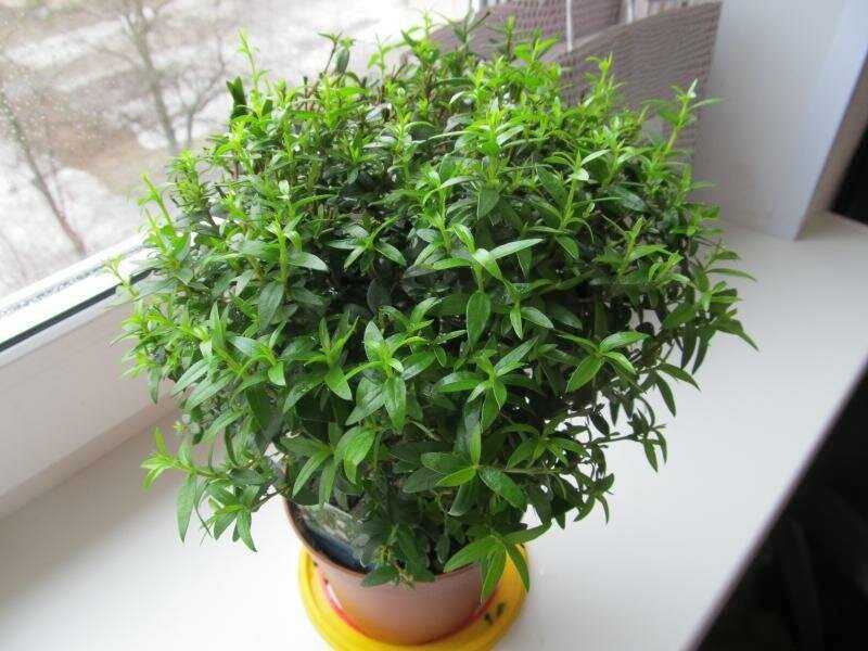 Мирт - комнатное растение. уход в домашних условиях и вероятные трудности при выращивании