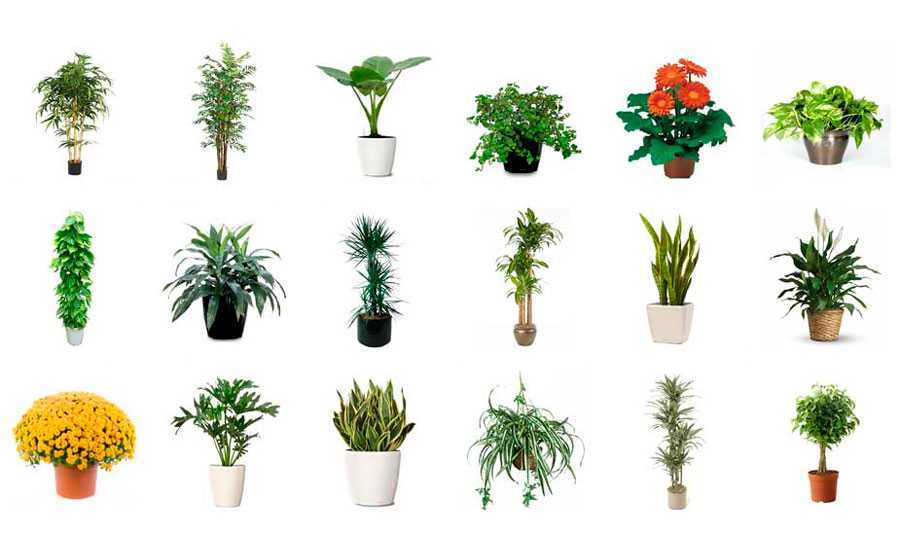Лучшие комнатные растения очищающие воздух:топ15, для квартиры и дома