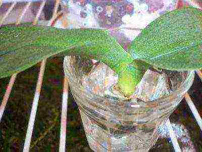 Брассия – орхидея-паук