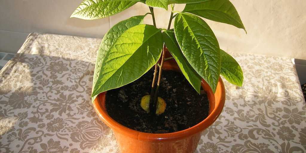 Как вырастить авокадо из косточки: несколько секретов