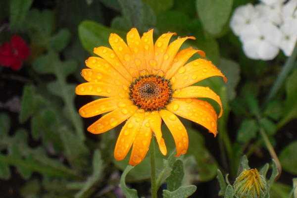 Солнечный цветок: выращивание диморфотеки из семян