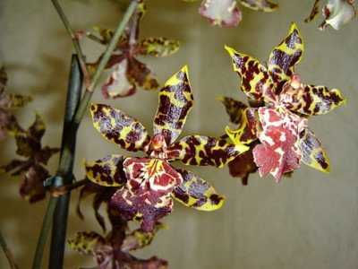 Особенности ухода за орхидеей камбрией