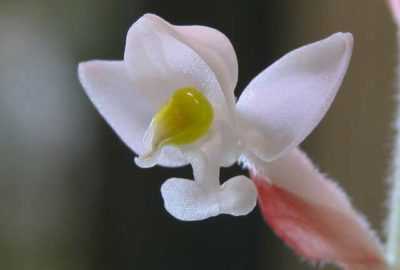 Лудизия – уход в домашних условиях. выращивание орхидеи лудизии, пересадка и размножение. описание, виды. фото