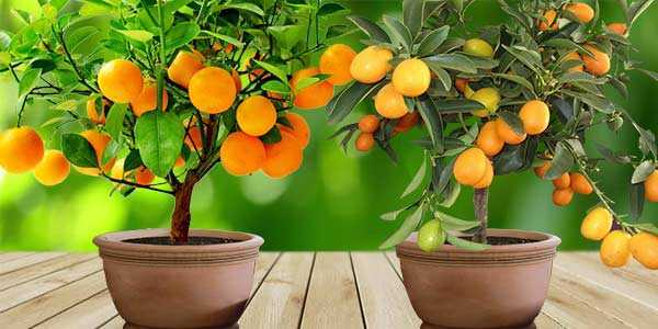 Размножение мандарина черенками в домашних условиях: как вырастить мандариновое дерево из веточки, как посадить и укоренить, правила черенкования, даст ли корни