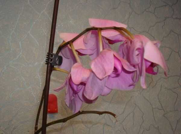 Как ухаживать за орхидеей в горшке, купленной в магазине, в домашних условиях, фото и видео от цветоводов любителей