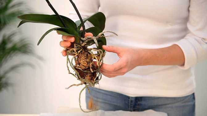 Как размножить орхидею в домашних условиях? 23 фото как рассадить орхидею пошагово? как разделить луковицы? можно ли ее вырастить из листа?
