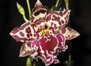Камбрия (57 фото): виды и сорта с названиями, размножение и уход за орхидей в домашних условиях, пересадка цветка