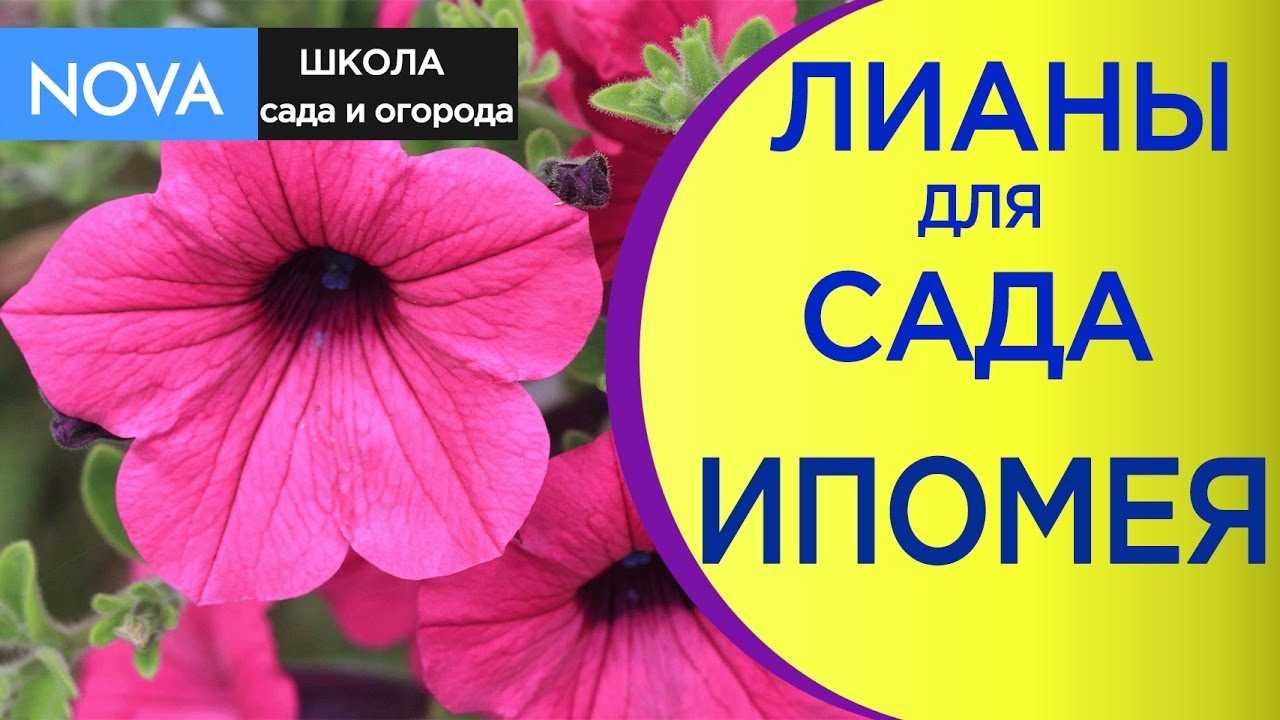 Ипомея квамоклит: описание, посадка и уход, особенности выращивания - sadovnikam.ru