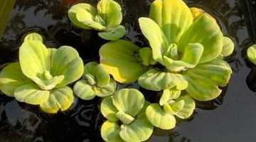 Пистия плавающая (слоистая, телорезовидная) или водяной салат: польза или вред, условия содержания аквариумного растения