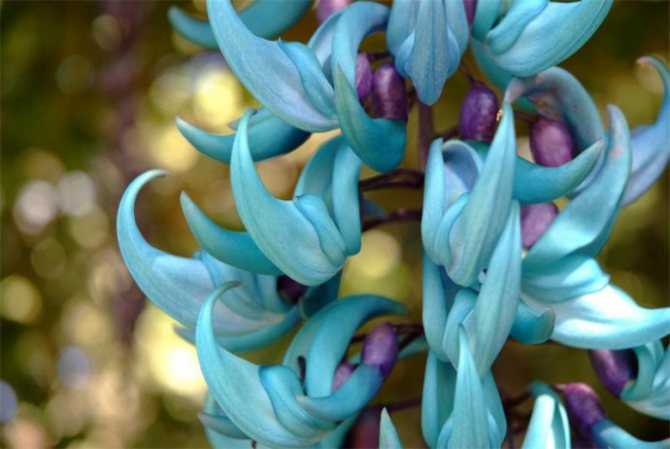 Самые редкие цветы мира: нефритовая лоза ( 7 фото )