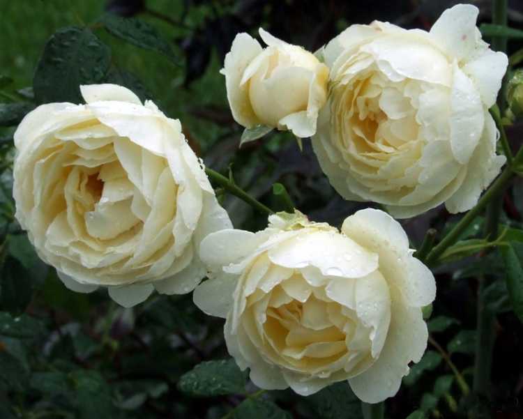 Кустовые розы: описание сортов и советы по обрезке - проект "цветочки" - для цветоводов начинающих и профессионалов