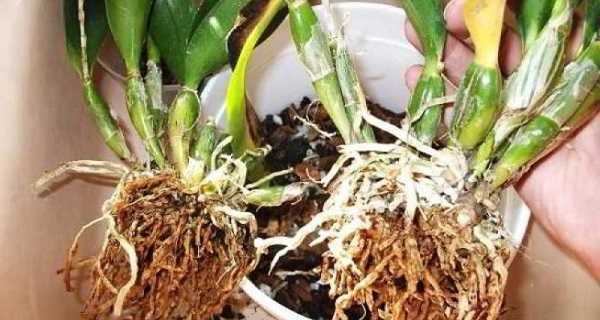 Орхидея камбрия: особенности ухода в домашних условиях