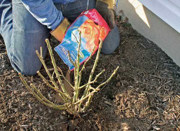 Чем подкормить хризантемы