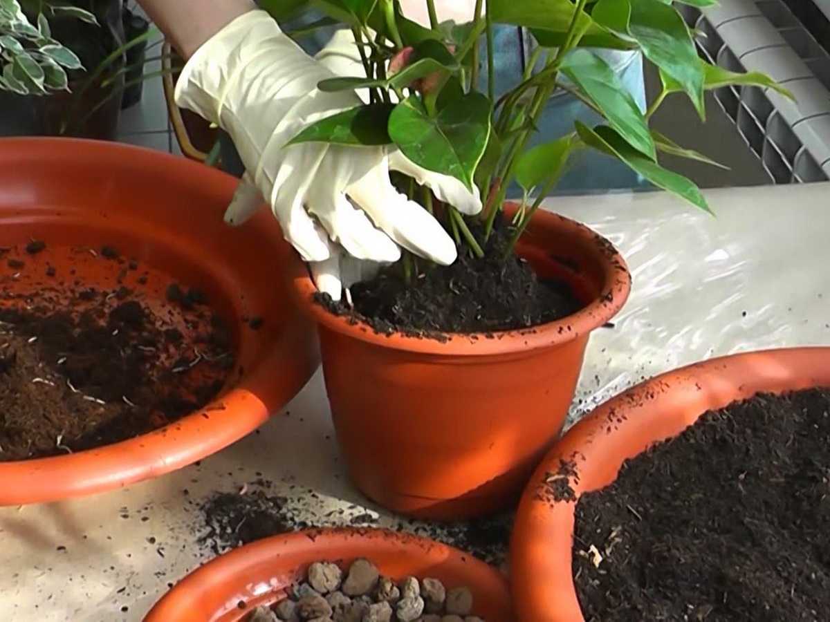 Антуриум: уход в домашних условиях, особенности выращивания цветка