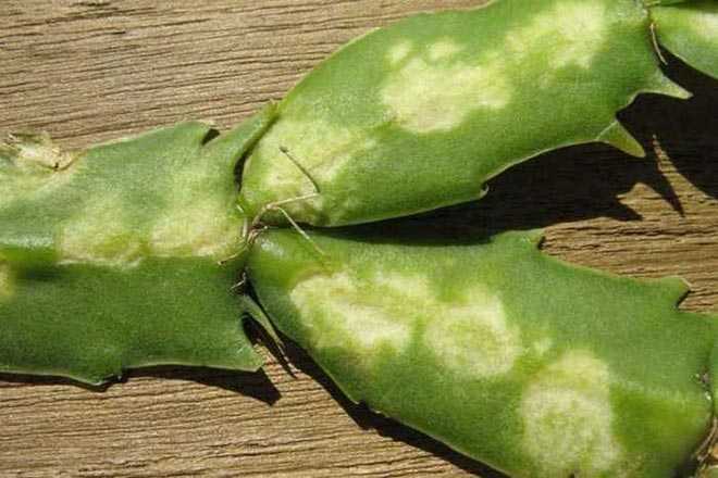 Удобрения необходимые для кактусов в период роста и цветения