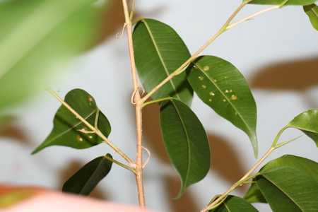 Фикус микрокарпа (бонсай): уход в домашних условиях, опадают листья что делать?