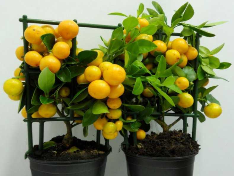 Каламондин (цитрофортунелла): уход в домашних условиях за золотым апельсином