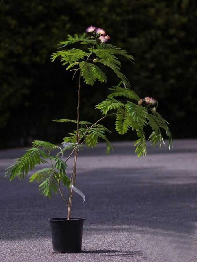 Альбиция (ленкоранская акация): фото, посадка и уход, выращивание из семян