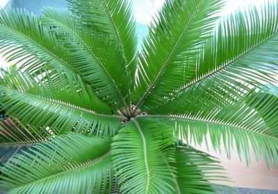 Цикас домашний - уход, фото, пересадка пальмы, размножение растения