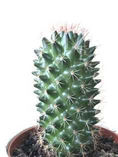 Болезни кактусов: фото, названия, лечение, описание