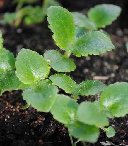 Кальцеолярия (calceolaria): выращивание и уход в домашних условиях